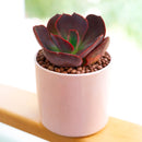 4 inch echeveria hanaikada live succulent for sale, in a custom decorative pot, stunning rosette displaying purple and burgundy tones that deepen with sun exposure, spade-shaped flat leaves densely arranged with robust leathery feel, drought tolerant and pet friendly japanese hybrid cultivar, a showstopping decorative element for indoor or patio gardens, a rare and sophisticated gift for any plant enthusiast