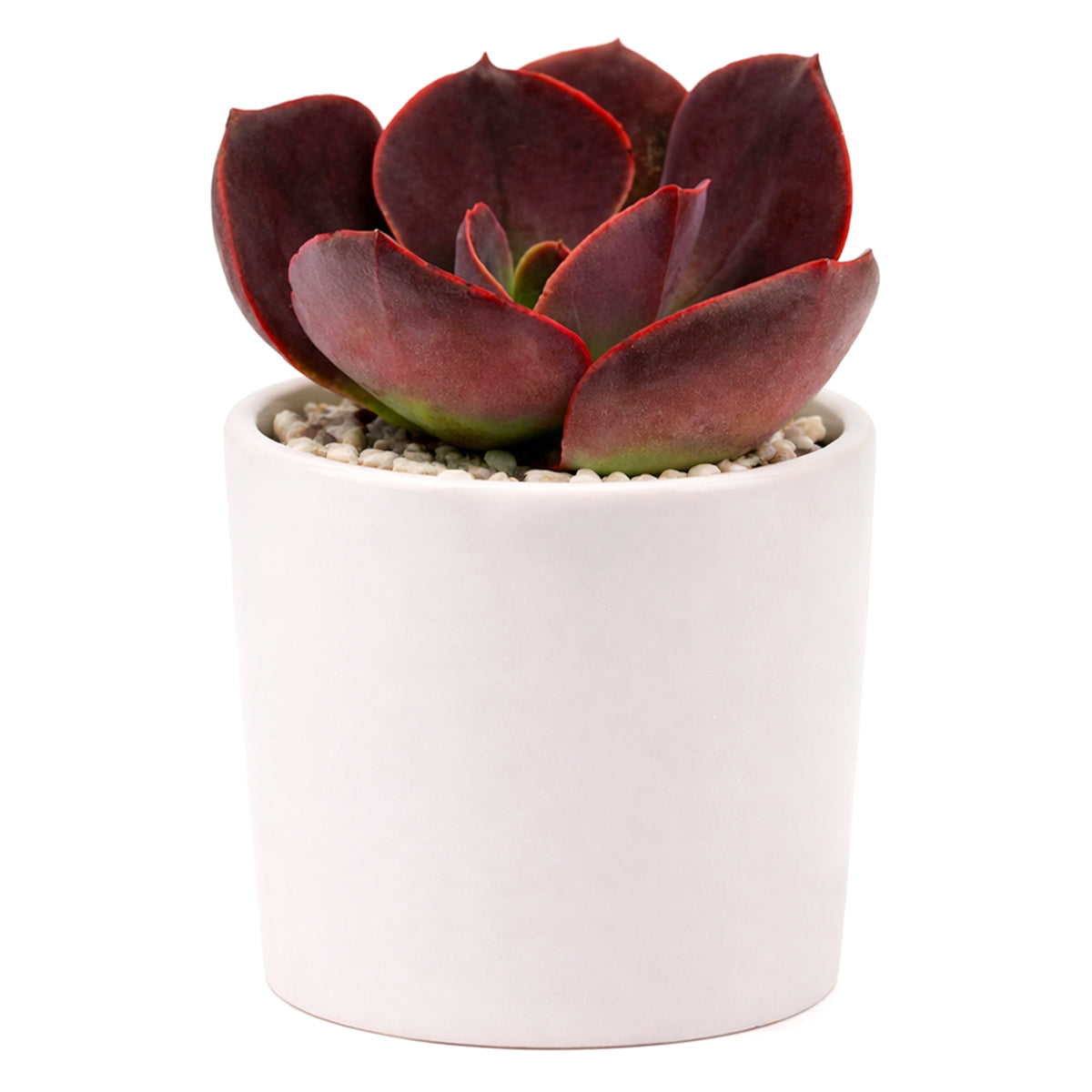 buy echeveria hanaikada live succulent 2 inch online, showcasing deep burgundy chocolate-toned foliage with a metallic sheen under bright natural light, compact rosette form with broad cupped leaves and leathery texture, slow-growing hybrid that requires minimal watering and no added fertilizer, a striking architectural accent for shelves and sunny sills, a unique and long-lived gift for succulent collectors