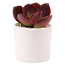 4 inch echeveria hanaikada live succulent for sale, in a custom decorative pot, stunning rosette displaying purple and burgundy tones that deepen with sun exposure, spade-shaped flat leaves densely arranged with robust leathery feel, drought tolerant and pet friendly japanese hybrid cultivar, a showstopping decorative element for indoor or patio gardens, a rare and sophisticated gift for any plant enthusiast
