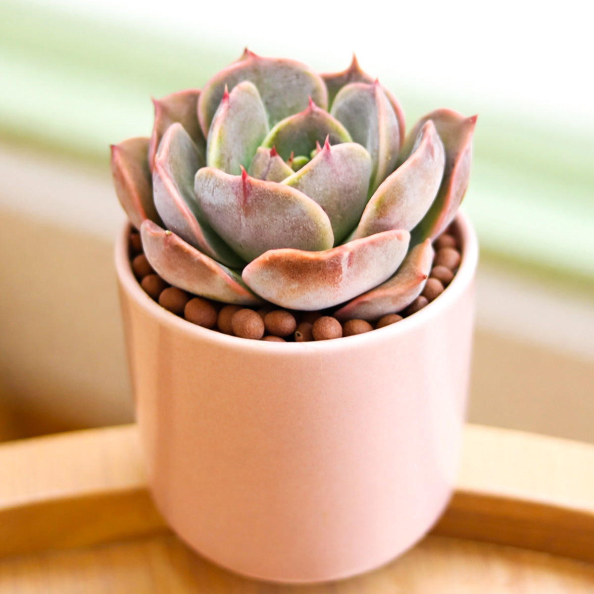 buy echeveria 'latte rose' live succulent 2 inch online, steely gray leaves with soft pink blush, smooth symmetrical rosette form, compact solitary growth habit, drought tolerant and low maintenance, elegant desk or windowsill accent, makes a thoughtful and lasting gift for plant lovers