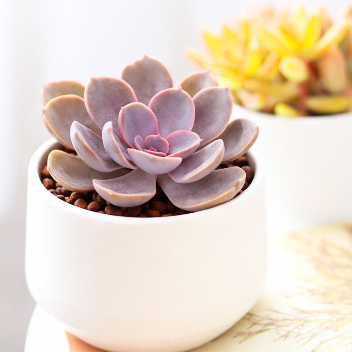 buy echeveria 'linn' live succulent 2 inch online, soft mauve lavender rosette, broad spoon-shaped leaves with pink edges, compact velvety form, slow-growing drought-tolerant succulent, elegant windowsill accent, a thoughtful gift for plant lovers in a plastic pot