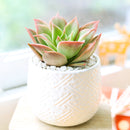 Succulent plant in a white pot on a white background