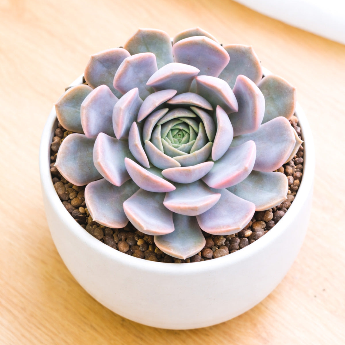 buy echeveria 'orion' live succulent 2 inch online, silvery blue rosette with powdery farina coating, slightly cupped thick leaves, compact low-growing form, pink-purple leaf tips in bright light, elegant architectural accent for a sunny desk or shelf, a charming gift for succulent lovers in a plastic pot