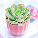 2 inch echeveria 'water ripple' live succulent for sale, frosty blue-green wavy rosette with delicate pink-flushed margins and silvery wax coating, compact rosette form with minimal care needs, sun-loving and drought tolerant