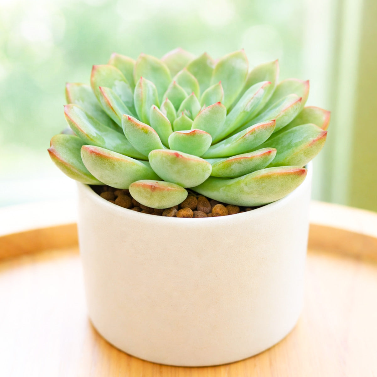 buy echeveria runyonii pink edge live succulent 2 inch online, fleshy blue-green leaves with striking pink-red margins, tight compact rosette form with delicate edges, thrives in bright light and well-draining soil, stunning low-water care succulent, perfect modern shelf accent, unique succulent gift idea