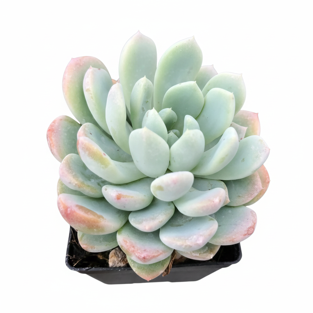 buy echeveria aurora live succulent 2 inch online, rosette succulent with waxy spoon-shaped leaves, vivid pink and green coloring under bright light, clustering low-mounding form, minimal watering needs, white modern pot accent