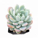 buy echeveria aurora live succulent 2 inch online, rosette succulent with waxy spoon-shaped leaves, vivid pink and green coloring under bright light, clustering low-mounding form, minimal watering needs, white modern pot accent
