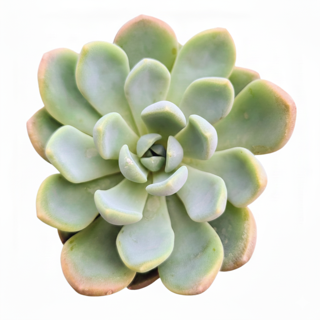 2 inch echeveria aurora live succulent for sale, plump fleshy rosette leaves, soft pastel green with pink blush tips, tight symmetrical growth habit, slow-growing and easy care, clay pot display, charming bohemian desk decor