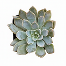 buy echeveria forte live air plant 2 inch online, architectural rosette with thick waxy leaves in silvery-jade with deep burgundy margins, cold-hardy succulent adapted to both bright and partial shade environments, responds well to rotation for even aesthetic development and cool nighttime temperatures for flower production, excellent tolerance for arid heated spaces, perfect indoor desk plant display, rare collector plant gift