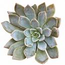 buy echeveria forte live air plant 2 inch online, architectural rosette with thick waxy leaves in silvery-jade with deep burgundy margins, cold-hardy succulent adapted to both bright and partial shade environments, responds well to rotation for even aesthetic development and cool nighttime temperatures for flower production, excellent tolerance for arid heated spaces, perfect indoor desk plant display, rare collector plant gift