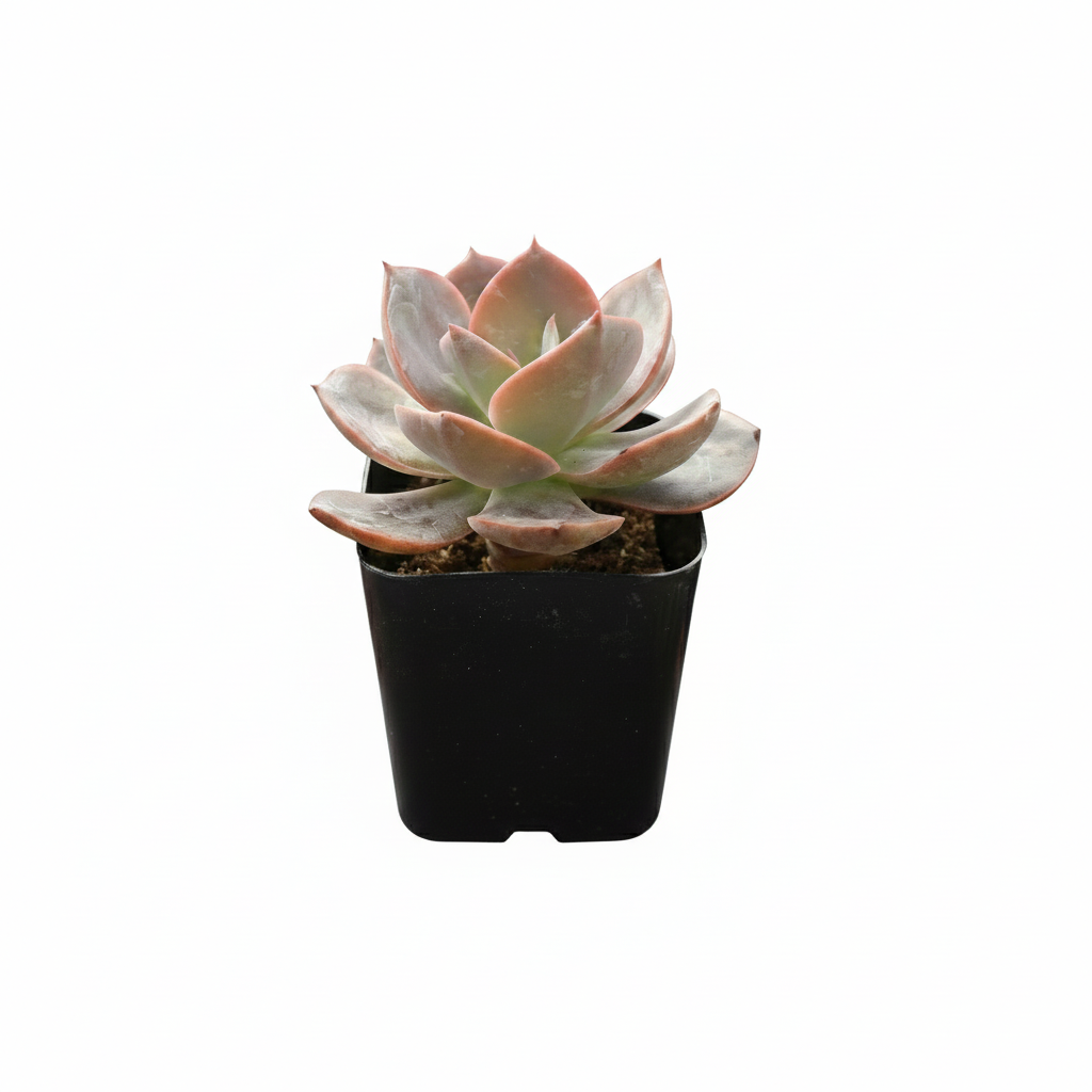 4 inch echeveria hanaikada live succulent for sale, in a custom decorative pot, stunning rosette displaying purple and burgundy tones that deepen with sun exposure, spade-shaped flat leaves densely arranged with robust leathery feel, drought tolerant and pet friendly japanese hybrid cultivar, a showstopping decorative element for indoor or patio gardens, a rare and sophisticated gift for any plant enthusiast