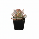 4 inch echeveria hanaikada live succulent for sale, in a custom decorative pot, stunning rosette displaying purple and burgundy tones that deepen with sun exposure, spade-shaped flat leaves densely arranged with robust leathery feel, drought tolerant and pet friendly japanese hybrid cultivar, a showstopping decorative element for indoor or patio gardens, a rare and sophisticated gift for any plant enthusiast