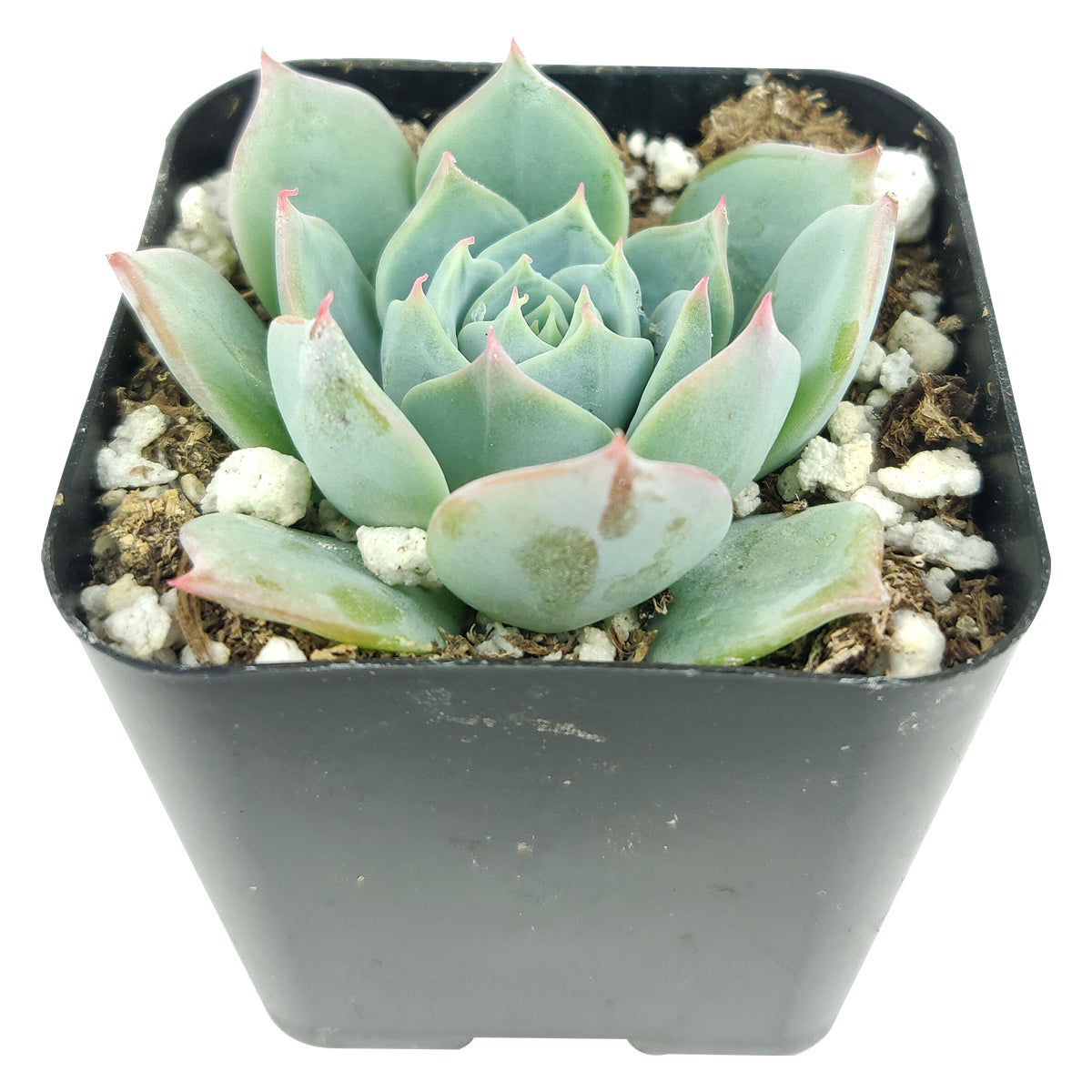 buy echeveria subalpina var. perote live succulent 2 inch online, frosty powdery leaf texture with subtle pink blush at tips, blue rosette with upright narrow leaf arrangement, slow growing and drought tolerant succulent, ideal for bright south-facing or west-facing windows, architectural centerpiece for modern or minimalist decor, a rare collector find perfect as a housewarming gift