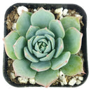 buy echeveria subalpina var. perote live succulent 2 inch online, powdery wax coated blue rosette with blush pink leaf tips, narrow upright pointed leaf form with architectural appeal, slow-growing rare variety with striking frosty appearance, drought tolerant and beginner-friendly succulent, stunning display plant for sunny shelves or window ledges, an exceptional rare succulent gift for collectors and succulent lovers