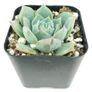 buy echeveria subalpina var. perote live succulent 2 inch online, powdery wax coated blue rosette with blush pink leaf tips, narrow upright pointed leaf form with architectural appeal, slow-growing rare variety with striking frosty appearance, drought tolerant and beginner-friendly succulent, stunning display plant for sunny shelves or window ledges, an exceptional rare succulent gift for collectors and succulent lovers