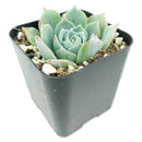 buy echeveria subalpina var. perote live succulent 2 inch online, powdery wax coated blue rosette with blush pink leaf tips, narrow upright pointed leaf form with architectural appeal, slow-growing rare variety with striking frosty appearance, drought tolerant and beginner-friendly succulent, stunning display plant for sunny shelves or window ledges, an exceptional rare succulent gift for collectors and succulent lovers