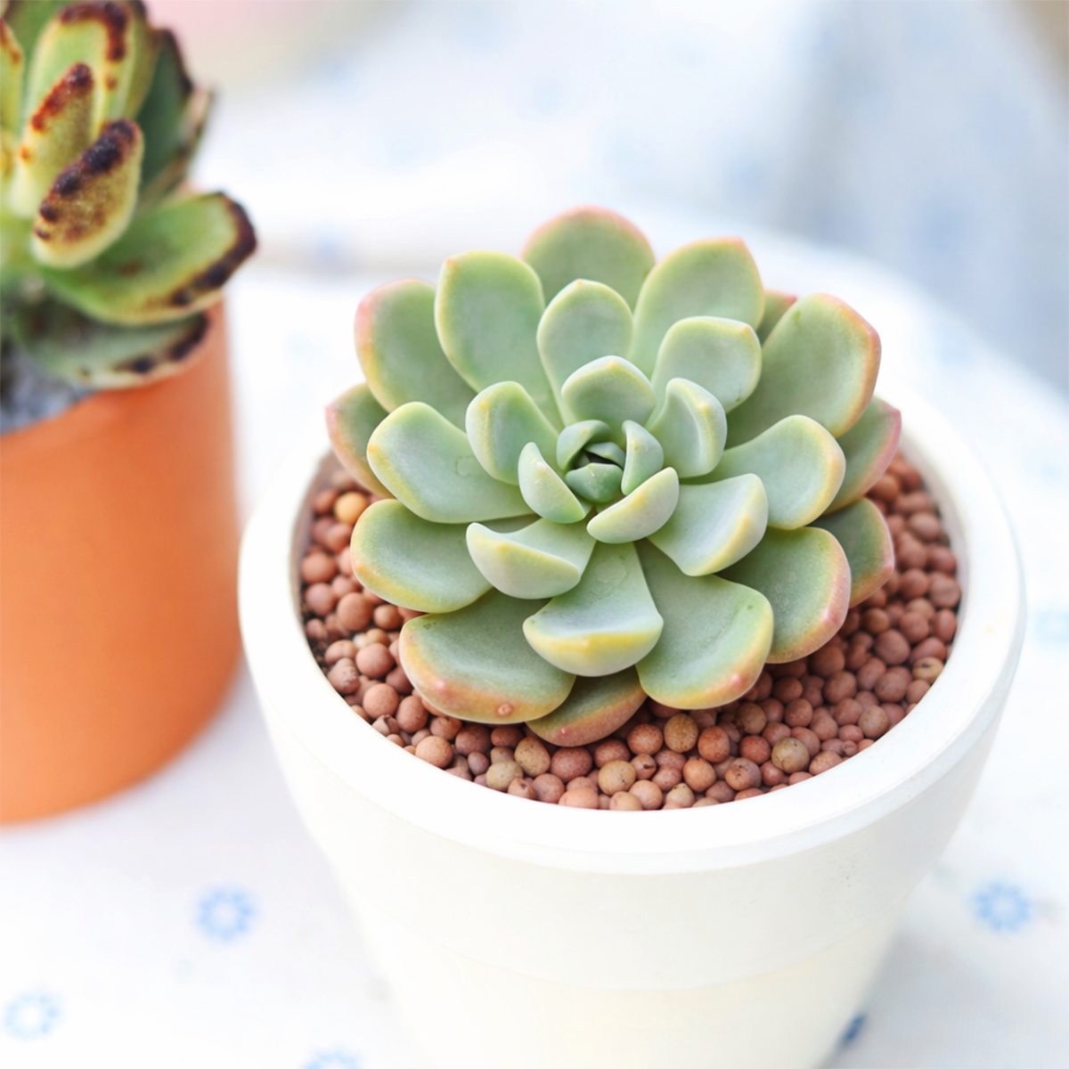 buy echeveria aurora live succulent 2 inch online, blush pink spoon-shaped leaves, compact rosette form, pastel green to pink color shift, drought tolerant and low maintenance, sun-stressed color display, elegant windowsill accent