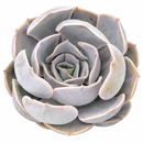 2 inch echeveria 'big lilac' live succulent for sale, silvery pastel rosette with gently ruffled margins, sculptural open growth form, color that shifts from lilac to pink with temperature changes, rare collector cultivar with striking presence, a standout gift plant for home decorators and succulent collectors in a clay pot