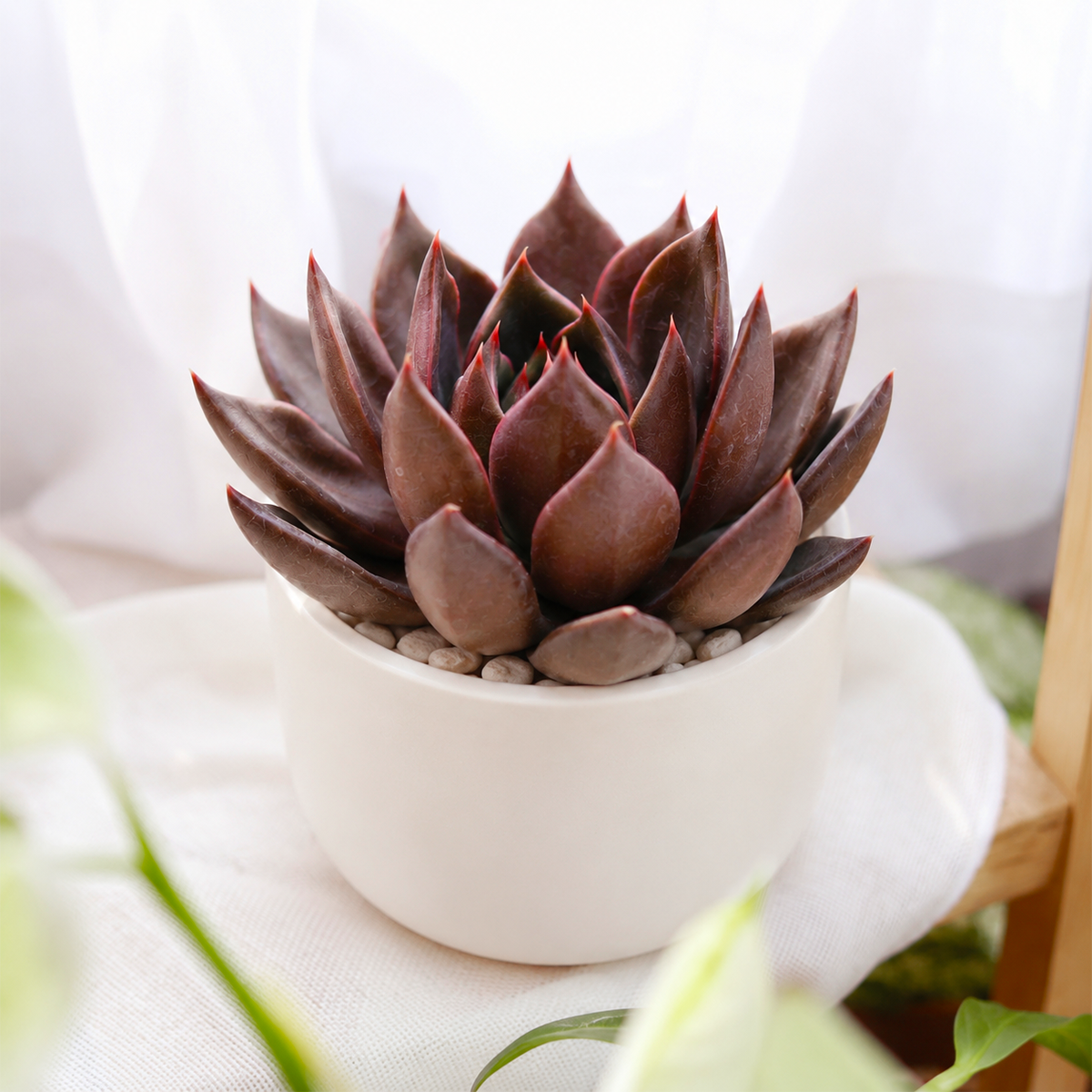 buy echeveria black prince live succulent 2 inch online, compact near-black rosette with fleshy pointed leaves, deep burgundy to almost black coloration, slow-growing and drought tolerant, star-shaped symmetrical form, perfect windowsill accent in a