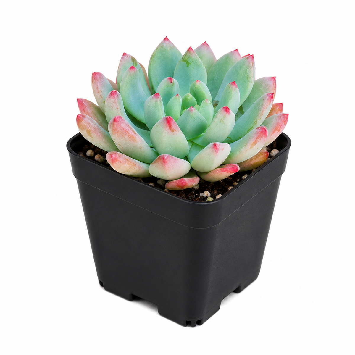 buy sedeveria blue elf echeveria x sedum live succulent 2 inch online, plastic pot presentation with compact rosette form, blue-green leaves deepening to burgundy in cool temps, slow-growing clustering habit, pet-friendly and non-toxic