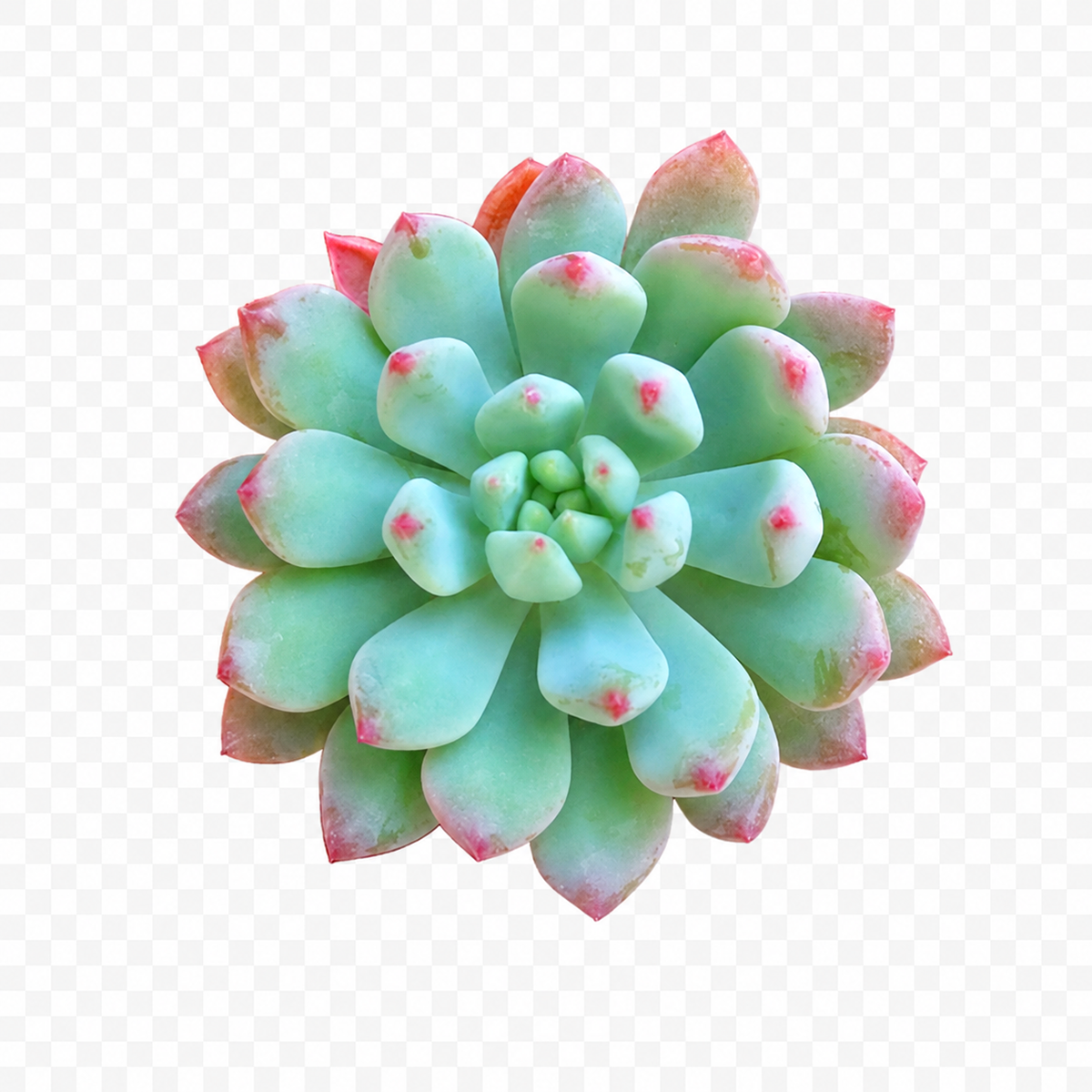 2 inch sedeveria blue elf echeveria x sedum live succulent for sale, teal green leaves with rosy red tips, symmetrical rosette growth form, farina-dusted foliage with frosty appearance, low-maintenance hybrid succulent, lovely minimalist desk accent