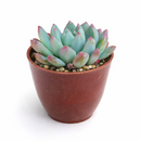 buy sedeveria blue elf echeveria x sedum live succulent 2 inch online, plastic pot showing healthy vibrant blue-green rosette, powdery farina leaf coating with pink to burgundy tipped leaves, compact slow-growing form ideal for small containers