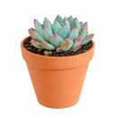 buy sedeveria blue elf echeveria x sedum live succulent 2 inch online, plastic pot showing healthy vibrant blue-green rosette, powdery farina leaf coating with pink to burgundy tipped leaves, compact slow-growing form ideal for small containers