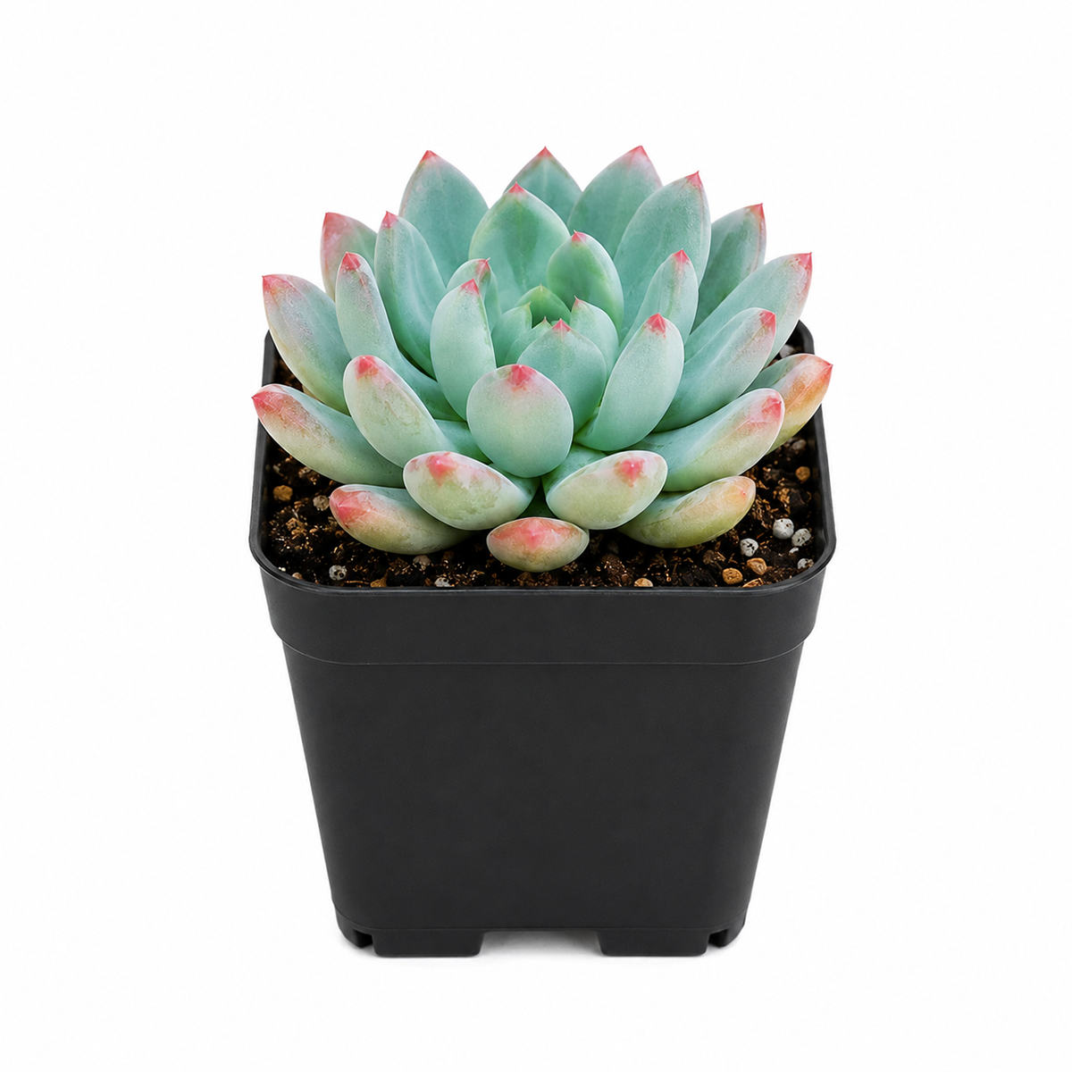 2 inch sedeveria blue elf echeveria x sedum live succulent for sale, bamboo pot pairing with eco-friendly aesthetic, blue-green succulent rosette with burgundy tipped leaves, multiple offsets forming a cheerful cluster
