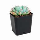 buy sedeveria blue elf echeveria x sedum live succulent 2 inch online, plastic pot showing healthy vibrant blue-green rosette, powdery farina leaf coating with pink to burgundy tipped leaves, compact slow-growing form ideal for small containers