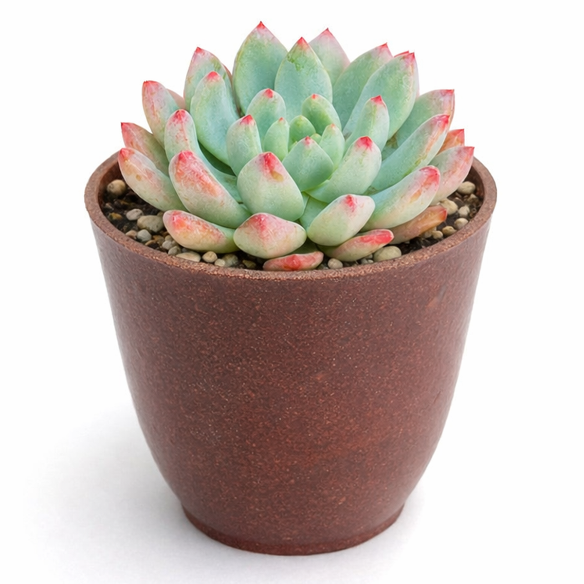 buy sedeveria blue elf echeveria x sedum live succulent 2 inch online, white modern pot against neutral background, vivid blue-green foliage with deepening burgundy tips, compact rosette with clustering offset growth