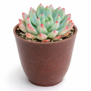 buy sedeveria blue elf echeveria x sedum live succulent 2 inch online, plastic pot showing healthy vibrant blue-green rosette, powdery farina leaf coating with pink to burgundy tipped leaves, compact slow-growing form ideal for small containers