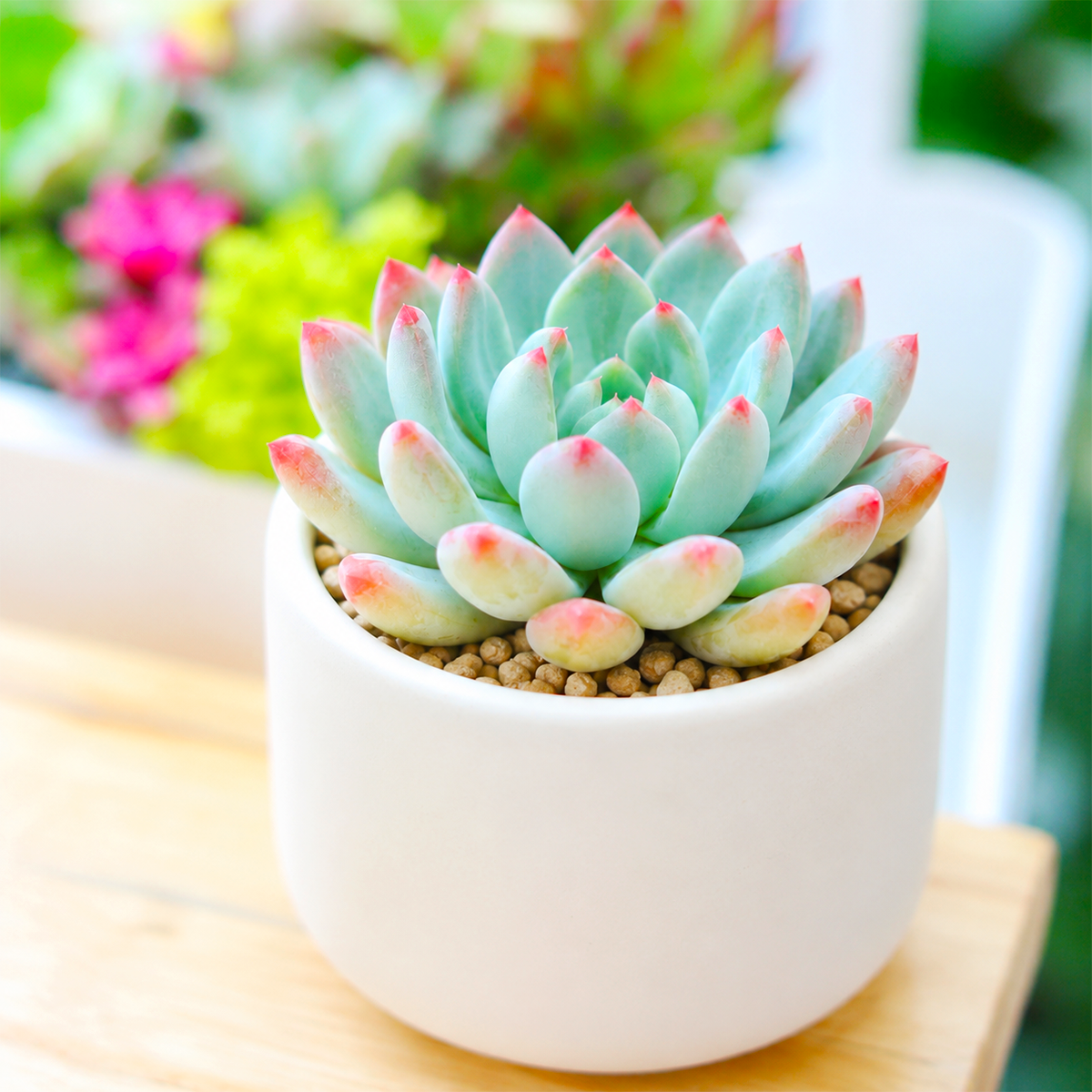 buy sedeveria blue elf echeveria x sedum live succulent 2 inch online, blue-green rosette with powdery farina coating, compact tight leaf arrangement, pink to burgundy stress-tipped leaves, drought tolerant and easy care, perfect for sunny windowsill