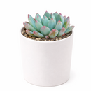 buy sedeveria blue elf echeveria x sedum live succulent 2 inch online, plastic pot showing healthy vibrant blue-green rosette, powdery farina leaf coating with pink to burgundy tipped leaves, compact slow-growing form ideal for small containers