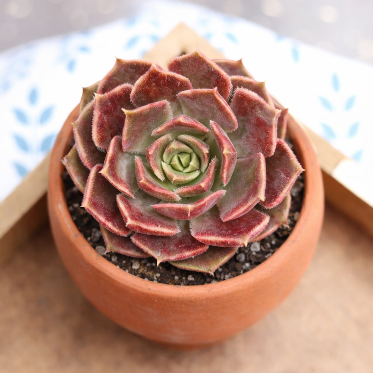 buy echeveria 'brown rose' live succulent 2 inch online, compact rosette with thick upright leaves, warm pink orange and chocolate brown tones, fuzzy cilia leaf edges, drought tolerant low maintenance succulent, sculptural desk accent for any bright window, a charming and unique gift for succulent lovers