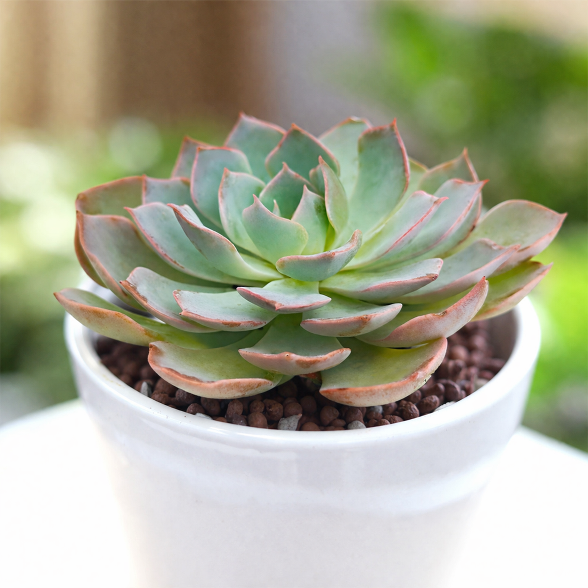 buy echeveria 'canadian' live succulent 2 inch online, frosty blue powdery wax rosette, thick spatulate gray-blue leaves, compact low-growing form, pink-blushed leaf edges, elegant architectural accent for sunny windowsill