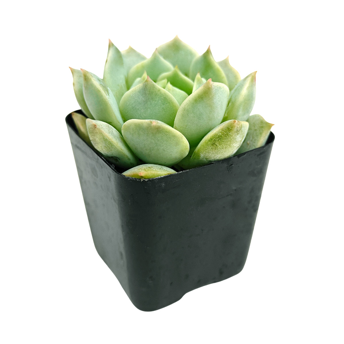 2 inch echeveria captain hay live succulent for sale, triangular grey-blue leaves with vivid red margins, smooth waxy farina texture, symmetrical rosette form, pet friendly plant, beautiful on a desk or side table, ideal starter gift for plant lovers