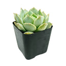 2 inch echeveria captain hay live succulent for sale, soft powdery grey-blue leaves edged in red, classic rosette formation with dense clustering, prolific offsetting and spring blooms, suitable for indoor bright light spots, displayed in a bamboo pot for eco-friendly home decor, a charming and pet-safe gift choice