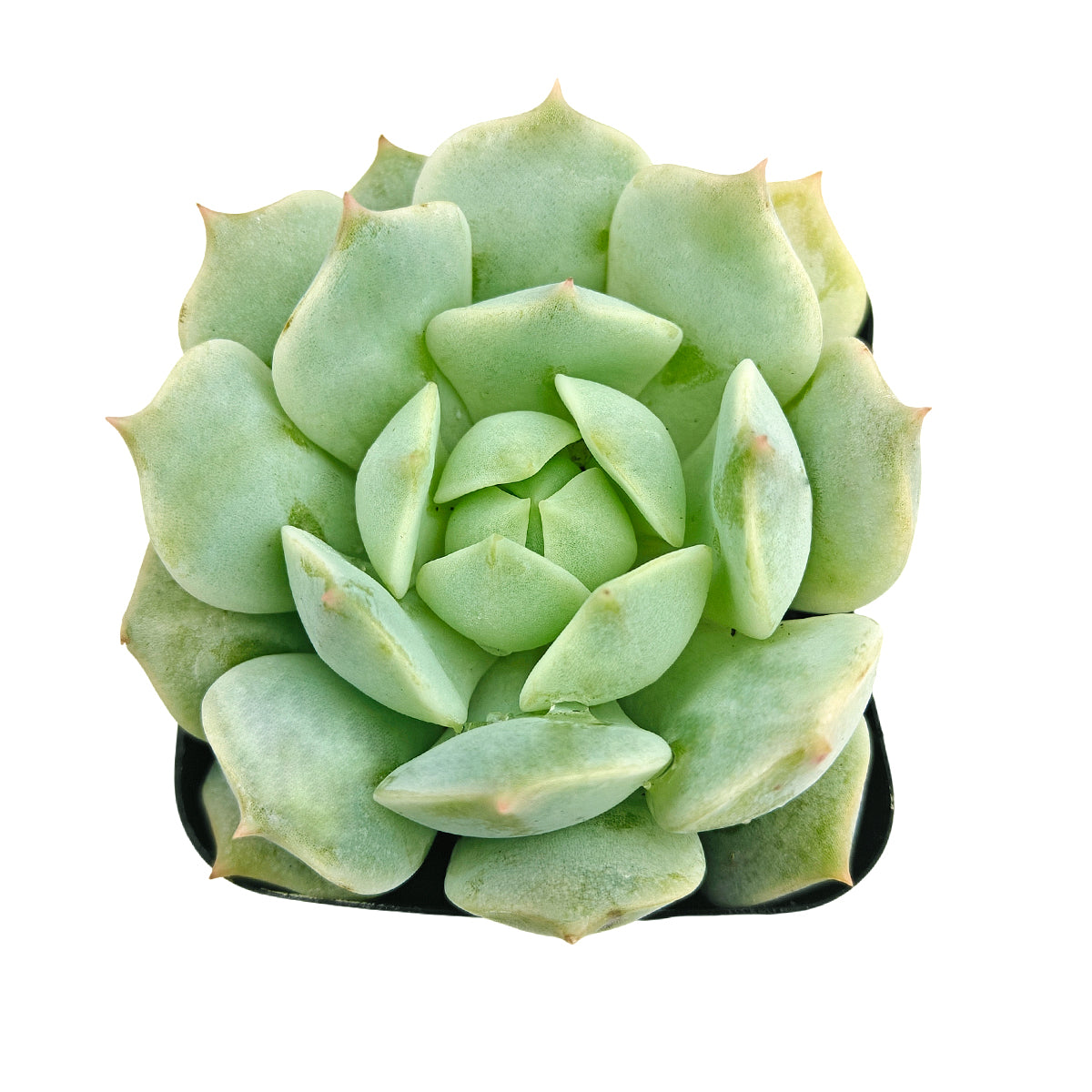 buy echeveria captain hay live succulent 2 inch online, blue-green powdery rosette with red outlined leaf edges, compact and slow-growing form, spring yellow blooms on tall stalk, drought tolerant succulent, stunning in a clay pot on a sunny windowsill, thoughtful housewarming gift