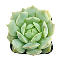 2 inch echeveria captain hay live succulent for sale, soft powdery grey-blue leaves edged in red, classic rosette formation with dense clustering, prolific offsetting and spring blooms, suitable for indoor bright light spots, displayed in a bamboo pot for eco-friendly home decor, a charming and pet-safe gift choice