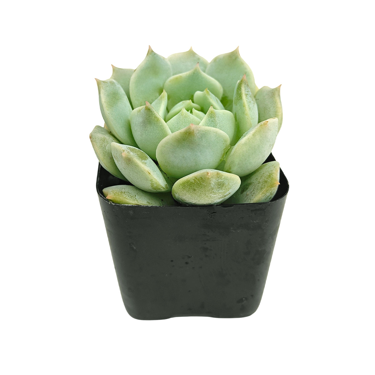 2 inch echeveria captain hay live succulent for sale, soft blue-green leaves coated in natural farina wax, bright red leaf edge contrast, tightly clustered rosette shape, beginner friendly care, pairs beautifully in a white modern pot for minimalist decor, a lovely birthday gift