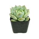 2 inch echeveria captain hay live succulent for sale, soft powdery grey-blue leaves edged in red, classic rosette formation with dense clustering, prolific offsetting and spring blooms, suitable for indoor bright light spots, displayed in a bamboo pot for eco-friendly home decor, a charming and pet-safe gift choice