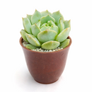 2 inch echeveria captain hay live succulent for sale, soft powdery grey-blue leaves edged in red, classic rosette formation with dense clustering, prolific offsetting and spring blooms, suitable for indoor bright light spots, displayed in a bamboo pot for eco-friendly home decor, a charming and pet-safe gift choice