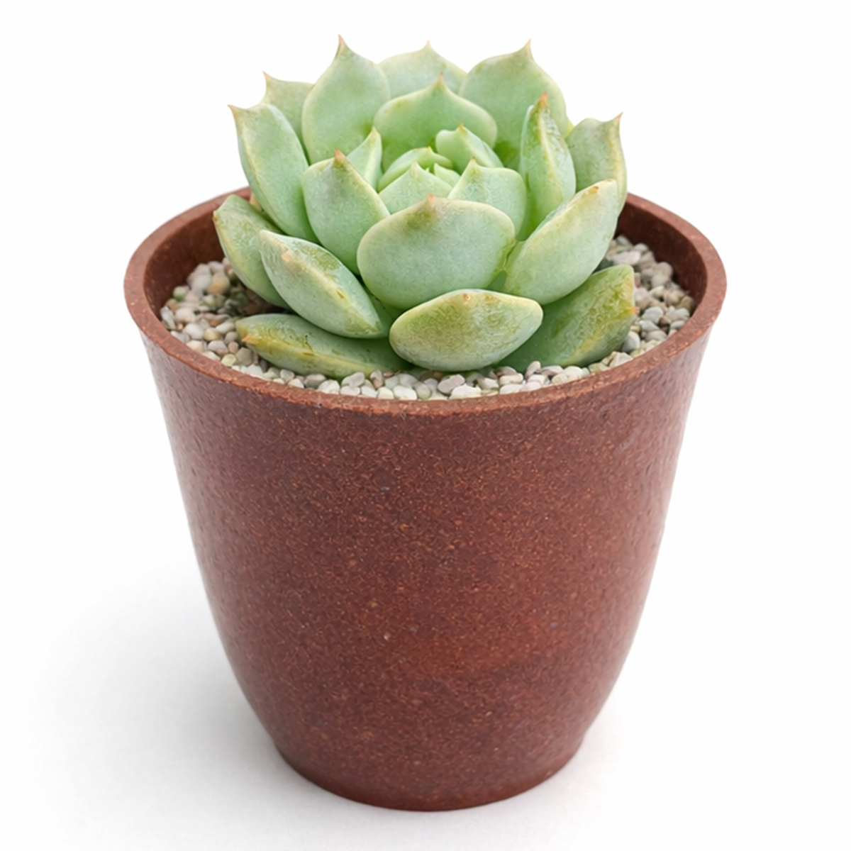 2 inch echeveria captain hay live succulent for sale, soft powdery grey-blue leaves edged in red, classic rosette formation with dense clustering, prolific offsetting and spring blooms, suitable for indoor bright light spots, displayed in a bamboo pot for eco-friendly home decor, a charming and pet-safe gift choice