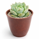 2 inch echeveria captain hay live succulent for sale, soft powdery grey-blue leaves edged in red, classic rosette formation with dense clustering, prolific offsetting and spring blooms, suitable for indoor bright light spots, displayed in a bamboo pot for eco-friendly home decor, a charming and pet-safe gift choice