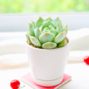 2 inch echeveria captain hay live succulent for sale, soft powdery grey-blue leaves edged in red, classic rosette formation with dense clustering, prolific offsetting and spring blooms, suitable for indoor bright light spots, displayed in a bamboo pot for eco-friendly home decor, a charming and pet-safe gift choice