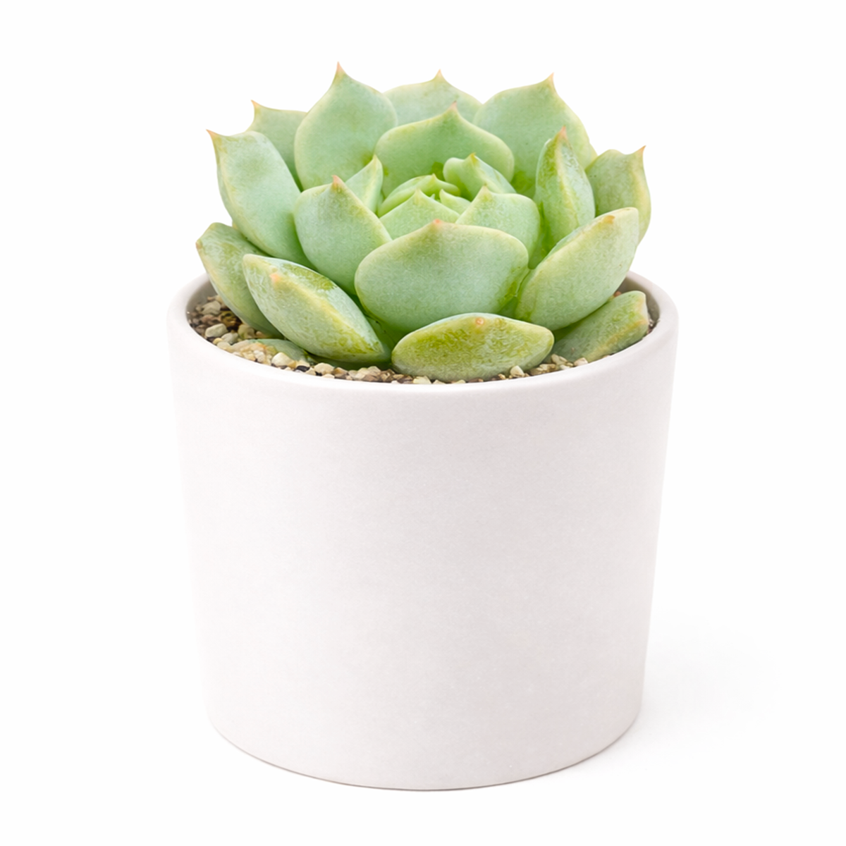 buy echeveria captain hay live succulent 2 inch online, compact symmetrical rosette with blue-green farina-coated foliage, red-tipped leaf edges in bright light, slow steady growth habit, drought tolerant and easy care, styled beautifully in a white modern pot on a shelf, a thoughtful succulent gift