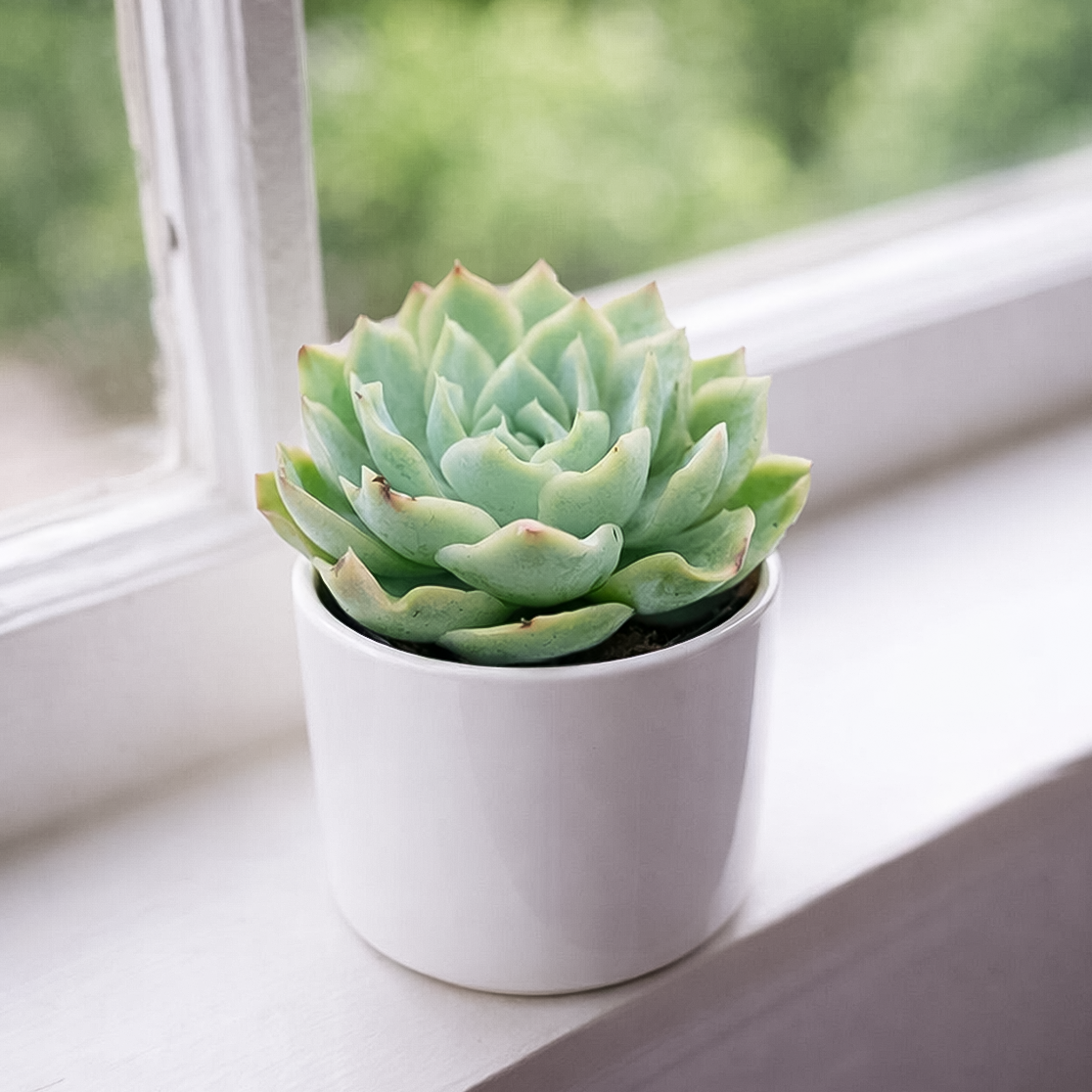 buy echeveria 'carino' live succulent 2 inch online, compact grey-green rosette form, smooth glaucous spoon-shaped leaves, mucronate leaf tips with subtle silvery sheen, slow-growing low-maintenance succulent, elegant minimalist desk accent