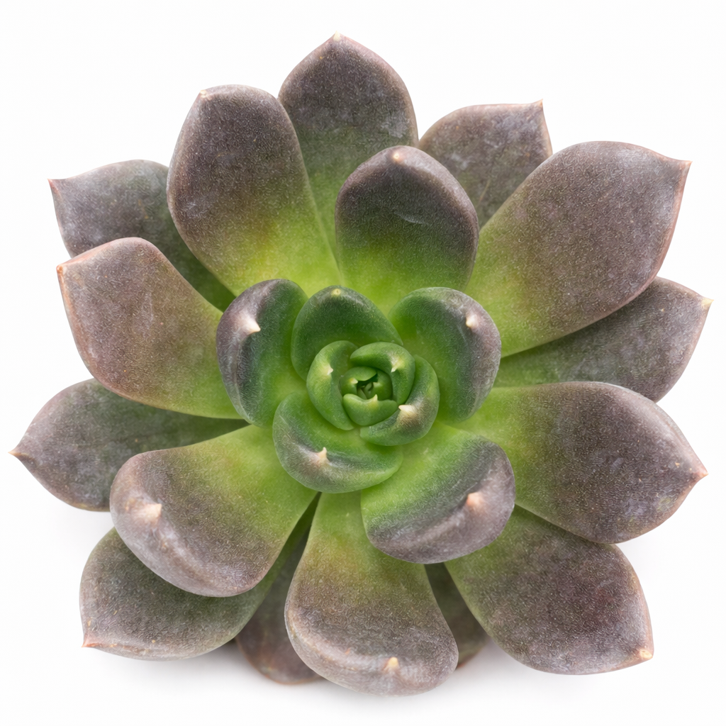 2 inch echeveria dark rose live succulent for sale, plastic pot presentation, dusky rose and near-black leaf coloration, tightly packed rosette form, slow growing low maintenance habit, bold architectural desk or shelf accent, a unique and thoughtful gift for plant enthusiasts