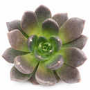 2 inch echeveria dark rose live succulent for sale, white modern pot styling, dusky purple to burgundy leaf gradient, pointed succulent leaf tips with rich seasonal color, compact non-trailing container plant, elegant contrast accent for mixed succulent arrangements, an impressive and long-lasting gift for plant collectors