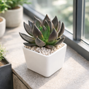 2 inch echeveria dark rose live succulent for sale, white modern pot styling, dusky purple to burgundy leaf gradient, pointed succulent leaf tips with rich seasonal color, compact non-trailing container plant, elegant contrast accent for mixed succulent arrangements, an impressive and long-lasting gift for plant collectors